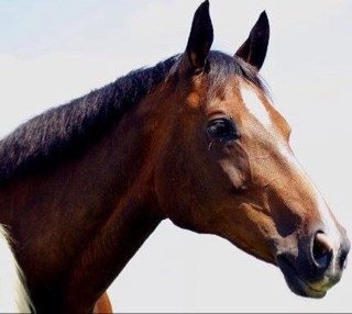 TessaLTS's profile picture. Owner & Trainer/Coach at Laughton Training & Sales Inc. | Mother to pug jack russsell cross & 30+ horses | Shown Hunter/Jumpers/Equitation since 1991|