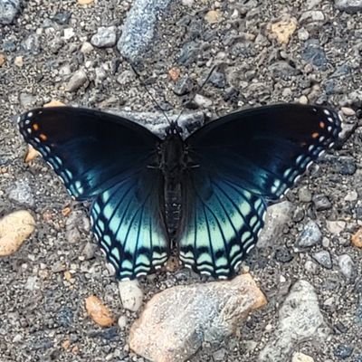 ColdFlash39's profile picture. gay 19 and a shy gamer just existing :)