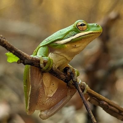 Indigenous Communist doing habitat restoration.