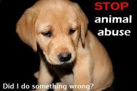 We are two girls who are on a quest to stop animal abuse,we do not come  and pick up animals in need.