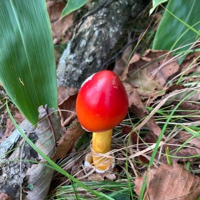 KubotatsuPkey6's profile picture. DB基盤のお世話してます。