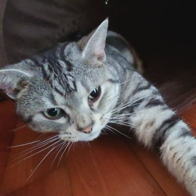 OMC_sei's profile picture. 大町自動車学校の平川です。猫好き、景色好きです(*´ω`*)普段はのんびり猫と寝るか、ゲームかパチンコするかです！ のびのび楽しくをモットーに生活してます。よろしく(*^^*) 🐱猫はアメショと三毛猫の2人です！DMは会社管理です。 #猫 #パチンコ #ゲーム