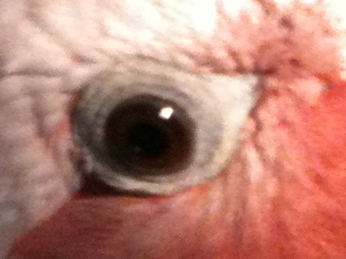 janettefmp's profile picture. THE EYE OF GORROW
I don't know WHO or WHAT I am? But I do know like a vegan diet, enjoying a chat, all creatures great & small, preening, music & merrymaking.