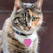 0xchanelb's profile picture. 