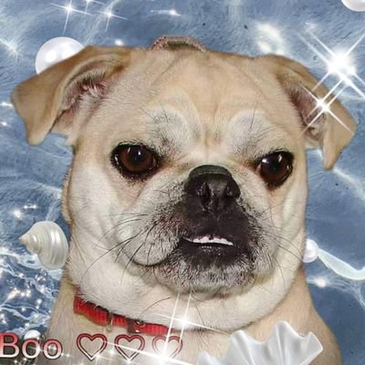 my name is Bella Boo.i am an  8yr old jug jack Russell Pug . I love my Dad, taking lots of naps,and going to fun dog shows