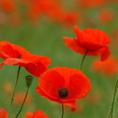 Like me or not I am what I am! be kind always! #WokeAndProud #GeneralElectionNow Sign petition CALL AN IMMEDIATE GENERAL ELECTION I wear my poppy with pride !
