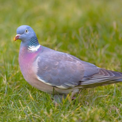 @AnesthPigeon
