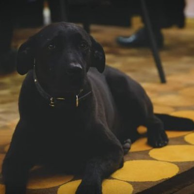 EnMarcheRivesal's profile picture. #MACRON2022 #RENAISSANCE  EX#LaRépubliqueEnMarche 
Soutien: @EmmanuelMacron