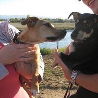 David L (@davelai) 's Twitter Profile