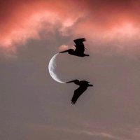 Carol C (@cclakme) 's Twitter Profile