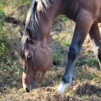 Retouch（リタッチ）公式◆引退馬、肥育場で過ごしてた馬を乗馬転用へ🐴　八街市、山武市(@retouch_menbers) 's Twitter Profile Photo