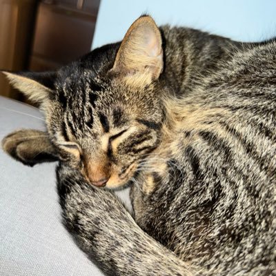 Kamed7na's profile picture. 😸