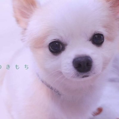 siffon428's profile picture. 国試合格しました😇🐄今は動物関係のお仕事😋たくさんの命を救う為に日々奮闘中👦🏻1  東大生👦🏻2 九大生