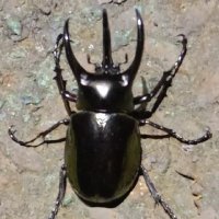 Beneae wish (@beneae_wish) 's Twitter Profile