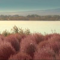 fringeolipet (@wondereternal00) 's Twitter Profile