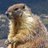 hazymarmot