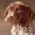 Twitter Junkie | Good Friend | Dog Lover