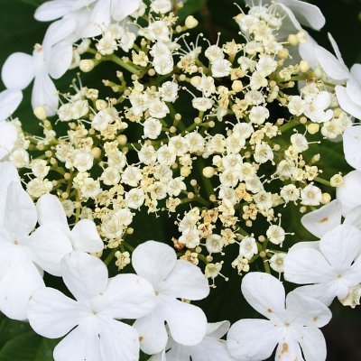 GeldersRoosje's profile picture. “Blind belief in authority is the greatest enemy of truth.”
Albert Einstein
“In a time of deceit telling the truth is a revolutionary act.”
George Orwell