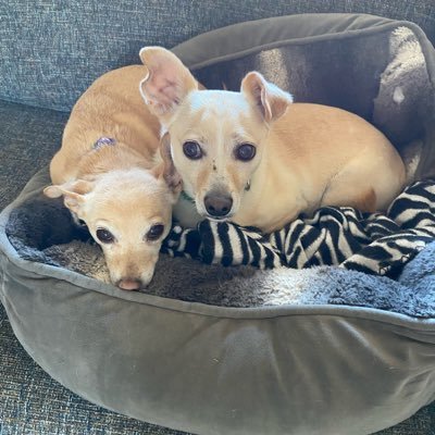 Bettie is a 10 yr old rescue chi and her brother Irving is a 2 year old rescue chi. We live in Denver, we love all our Twitter pals and we hate all zombs.