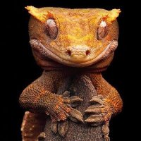 Pan Zenek (@zzenyoo) 's Twitter Profile