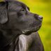 Bruadarach Labradors 🏴󠁧󠁢󠁳󠁣󠁴󠁿 (@Bruadarach_labs) Twitter profile photo