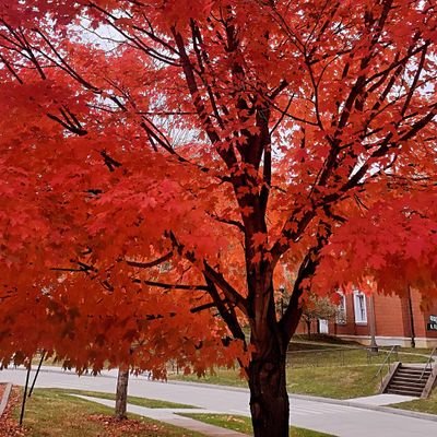 MS Student Environmental Studies Ohio University #WhiteOak•Forest Ecology
•Biometrics&Modeling
•Forest Response to Climate
•Fire •Forest Carbon
•Spatial Science