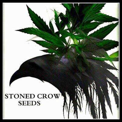 Craft Grown Seeds, Living soil, fully mature seeds ONLY.
Stonedcrowseeds@gmail.com for list.