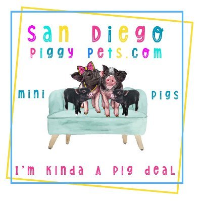Come see our selection of Piggy Pets in San Diego. Come buy your perfect Piggy Pet from us!