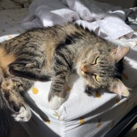 Synx (@synx6000) 's Twitter Profile Photo