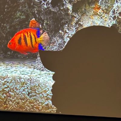 PONGA96647829's profile picture. 100% BUKELE. Y BANCADA CYAN.   No acepto cuentas porno.  serán bloqueados.