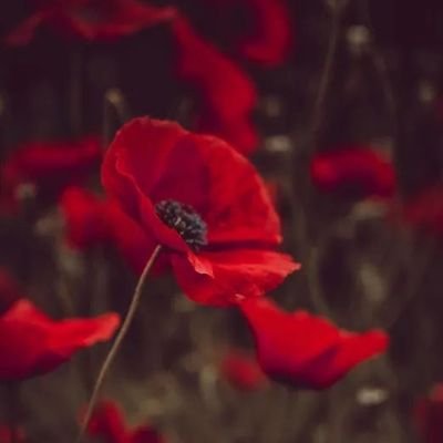 MEGB50159915's profile picture. common sense REDNEK.