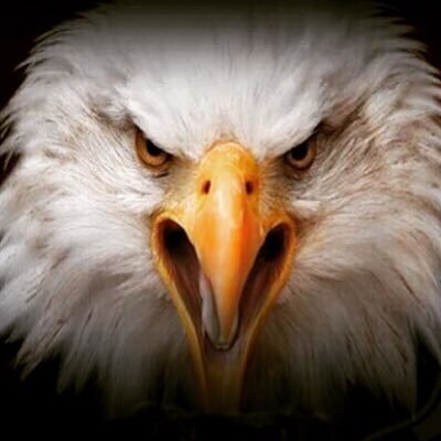 100de98's profile picture. Congress Member Of BEŞİKTAŞ 🦅