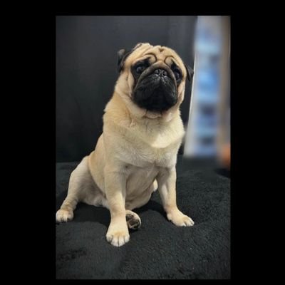 frandediez's profile picture. 