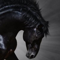 ♠️Ruthless Horse♠️ (@blck_stag) 's Twitter Profile Photo ♠️Ruthless Horse♠️ (@blck_stag) 's Twitter Profile Photo