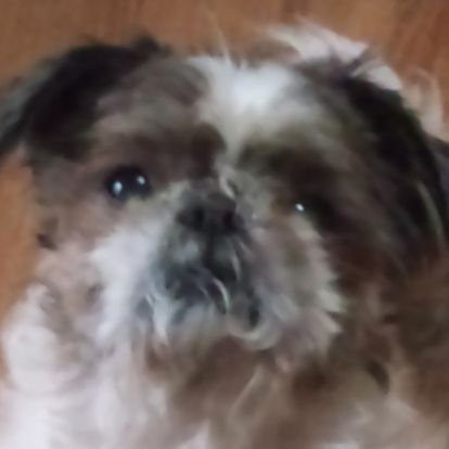 _inarifox's profile picture. 驢馬の耳と叫ぶ。心に犬を飼うもの。
映画、植物、本、音楽