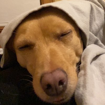 spicypond's profile picture. hermit, crab. personal opinions only.