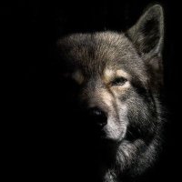 Der Wolf Alpha(@DerWolfAlpha) 's Twitter Profile Photo