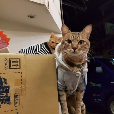 ge_shuai66329's profile picture. 