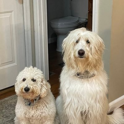 Howard7176's profile picture. Husband / Girl Dad x 2 / Golfnut