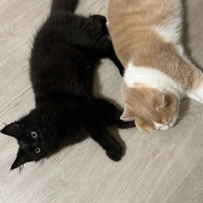 x1n_nx1's profile picture. SKZ💙