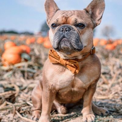 Welcome to @lover_fren40902🐕we share daily #FrenchBulldog Contents 🐾 Follow us if you really love French Bulldog