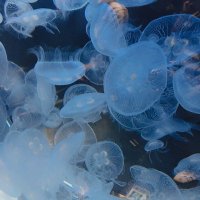 Riri お取引は移行先でお願いします (@riri_tewatasi) 's Twitter Profile Photo