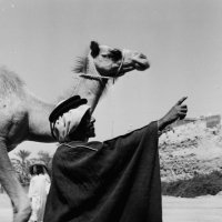 لطام (@l_tam1) 's Twitter Profile