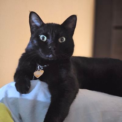 tombugsy's profile picture. 