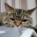 こねここねこねこ (@konekoneneko222) Twitter profile photo こねここねこねこ (@konekoneneko222) Twitter profile photo