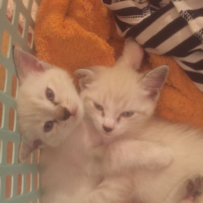 uso_haki_aris's profile picture. 