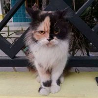 Inul minul (@inul_ninun) 's Twitter Profile