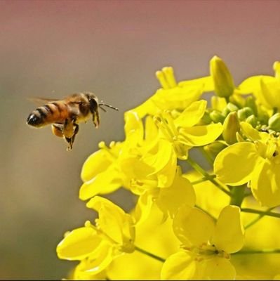 ご本人以外、画像の転載や改変をお断りします、引リツも。