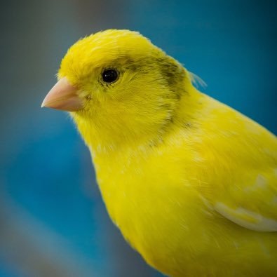 TheCanariesFoot's profile picture. Et si on rassemblait les Canaris ? What if we reunited the Canaries?  ¿Y si juntamos a los canarios?  E se unissimo le Canarie? 🟡