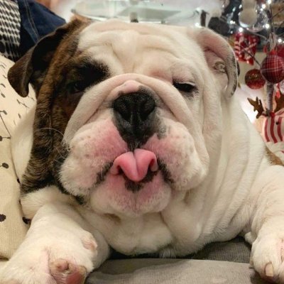 Bulldogs Lover Community 🐶💕
Follow to see these beautiful dogs ❤